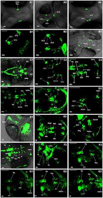 Spatial and Temporal Distribution of Dopaminergic Neurons during Development in Zebrafish